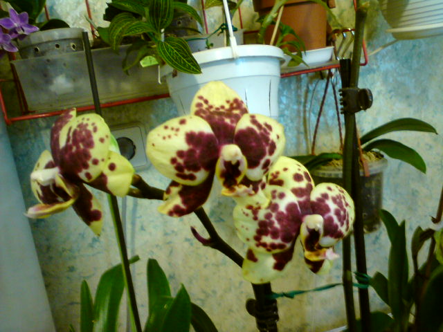 DSC00007.JPG
