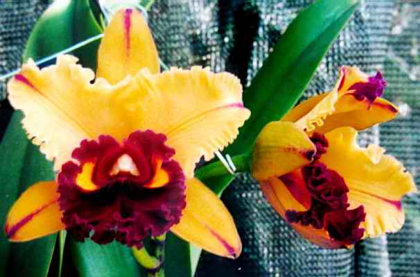 blc-tainan-gold.jpg