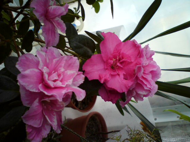 DSC00133.JPG