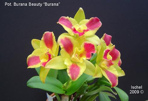 Pot_%20Burana%20Beauty%20'Burana'%2009_edited-1.jpg