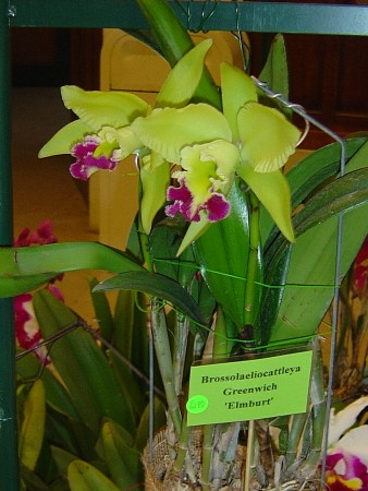 BLC-Greenwich%20Elmburt-rec450.jpg