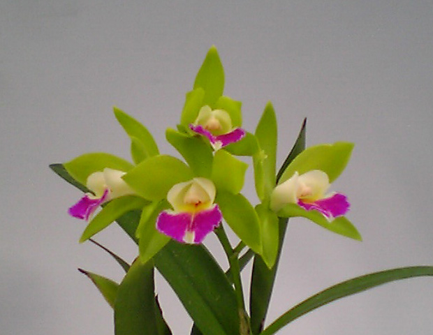 Epc_Netrasiri_Fine_Green.jpg