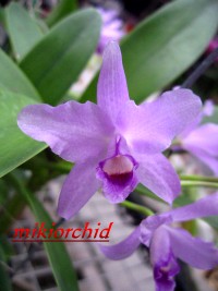 C_bowringiana%20v_coerulea-3.jpg