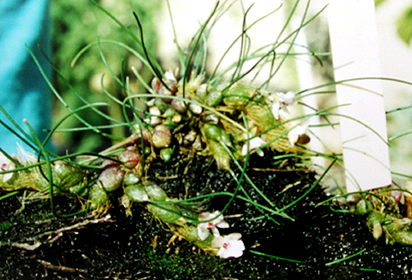 isabelita_virginalis02_280.jpg