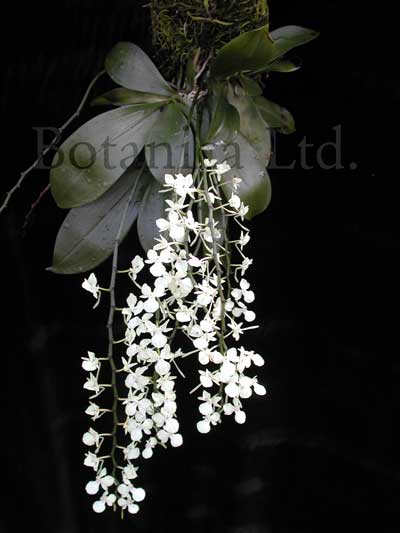 aerangis-citrata-watermark.jpg