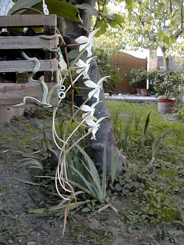 Aerangis_kotschyana2.jpg