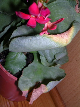 DSCN3043000.jpg