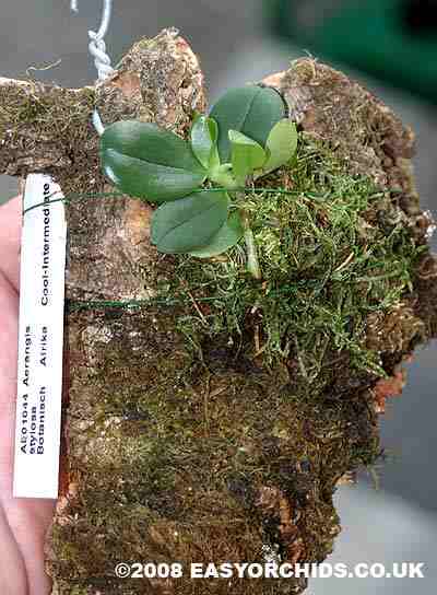 AERANGIS-STYLOSA.jpg