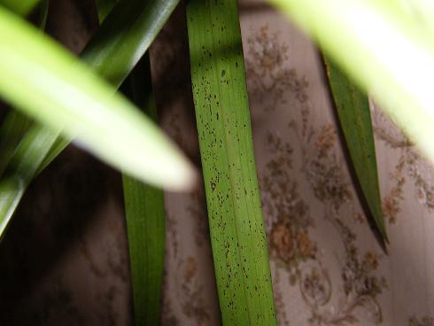 DSCF2198_1.JPG