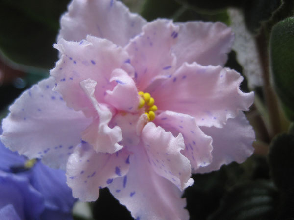 IMG_8496.JPG