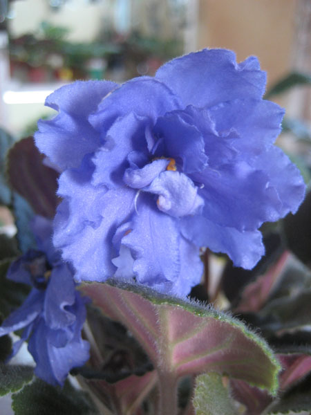 IMG_8497.JPG
