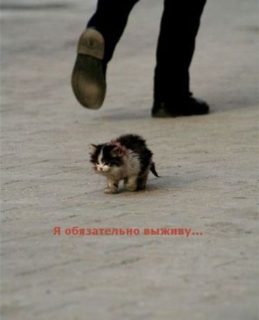 11527017_34005_kotenok1.jpg