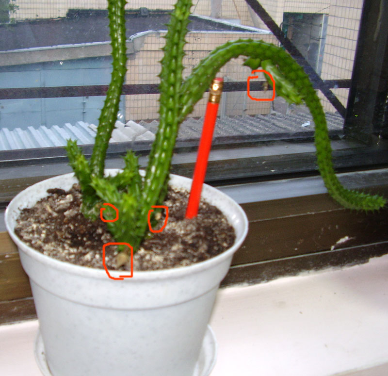 P7240029_Stapelia1_w.jpg