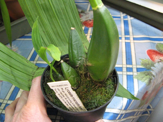 macrophylla.JPG