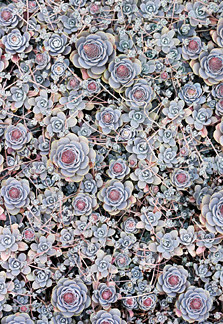 orostachys_iwarenge.jpg