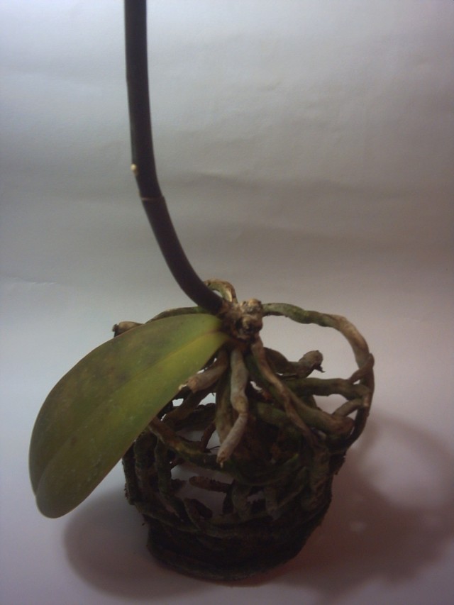 PICT0119.jpg