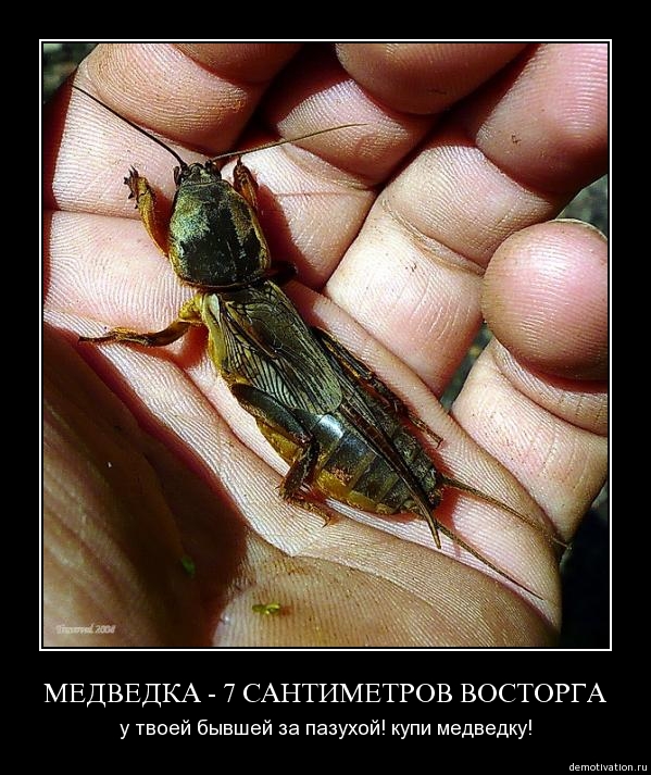 6qmylav2mkgz.jpg
