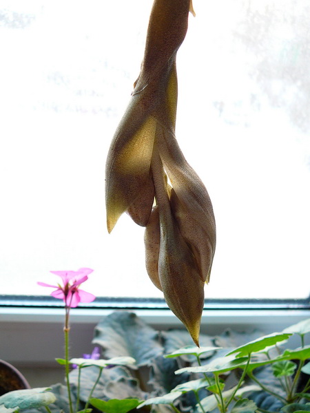 P1070110.jpg
