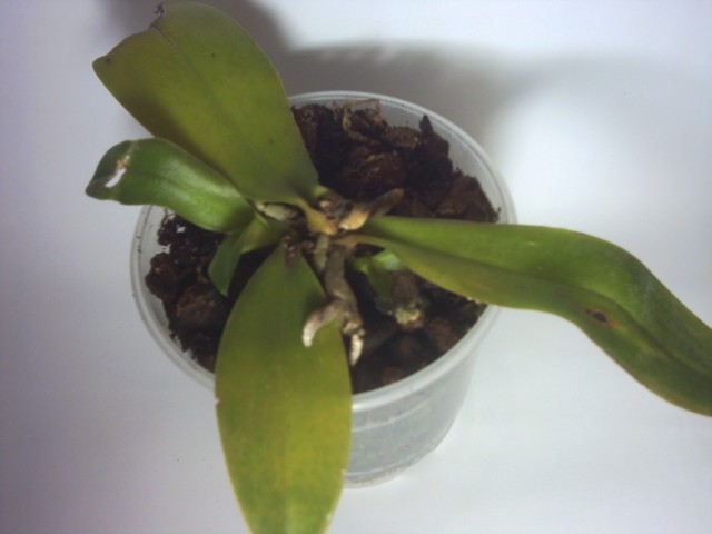 PICT0121.jpg