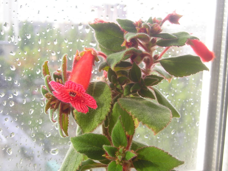 P1010008.jpg