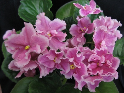 PINK DUCHES