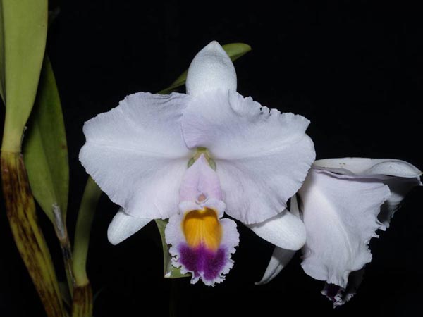 LR-C-trianae-caerulea-Camila.jpg