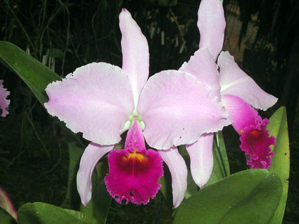 LR-C-trianae-Leeana-(97-8).jpg
