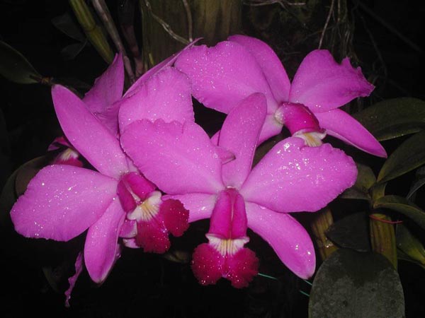 LR-C-violacea-tipo-Golias-(16-11).jpg