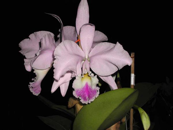LR-C-warneri-amesiana-Sta-Leopoldina.jpg
