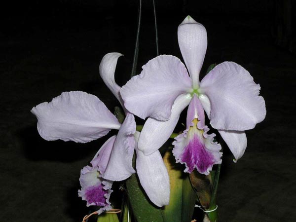 LR-C-warneri-caerulea-Nininha.jpg