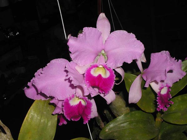 LR-C-warneri-integra-orlata-FCC.jpg