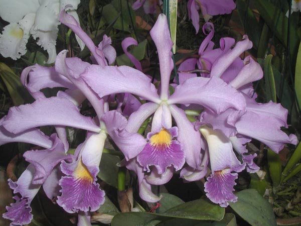 LR-C-Whitei-caerulea.jpg