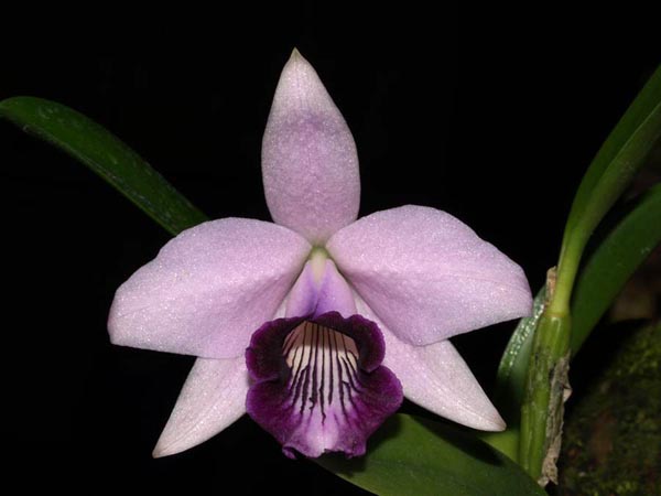 LR-L-dayana-caerulea-Chojamaru.jpg