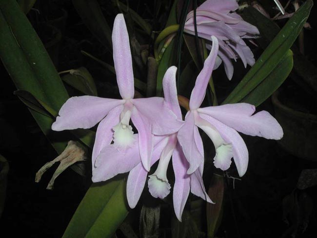 LR-L-perrini-concolor-(AWZ).jpg