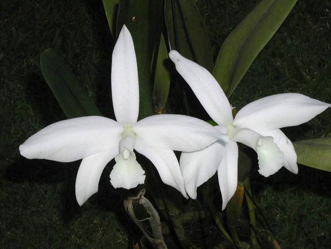 LR-L-perrinii-delicata-AM.jpg