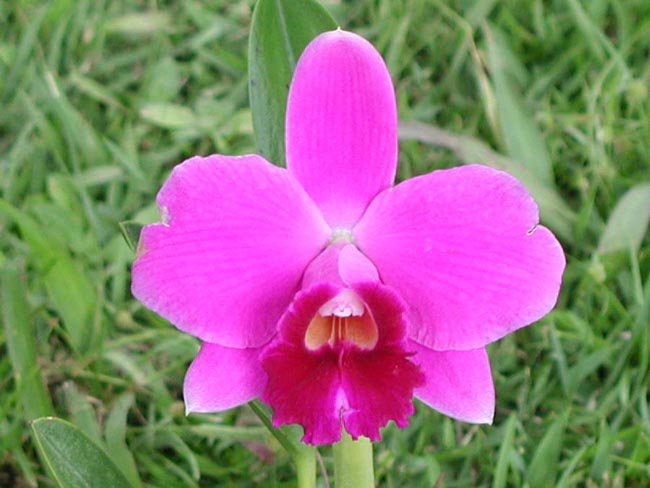 LR-L-pumila-Jungle.jpg