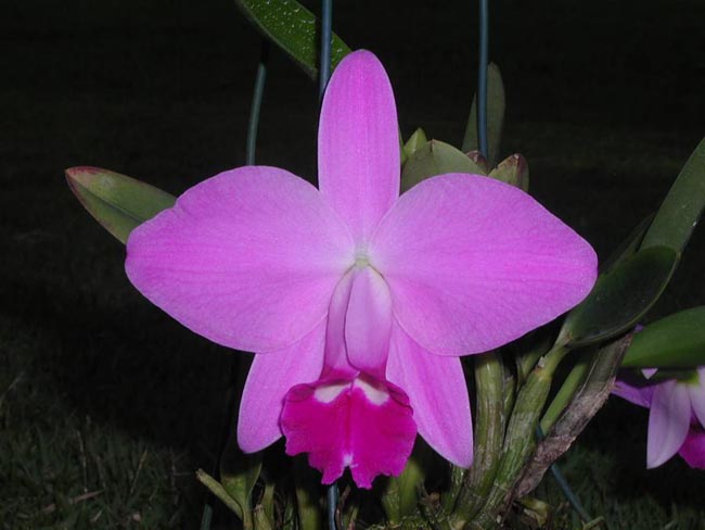 LR-L-pumila-tipo-escura-Madrugada.jpg