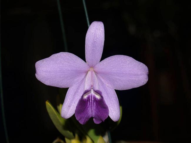 LR-L-sincorana-caerulea.jpg