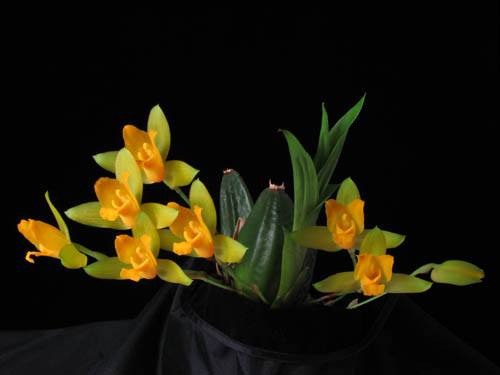 Lycaste aromat.jpg