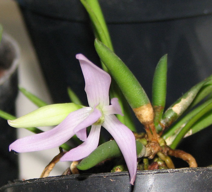 Leptotes-unicolorrmin.jpg