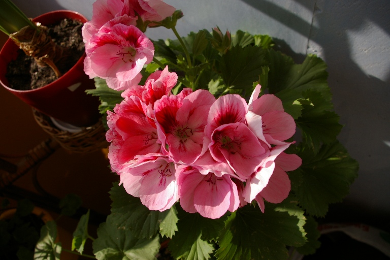 IMGP0357.JPG