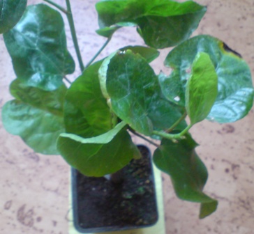DSC01505 ум.JPG
