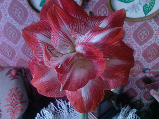 Photo-0031f.jpg