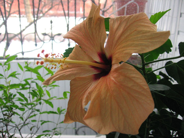 IMG_3972.JPG