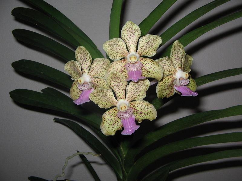 Orchids 057-s.JPG
