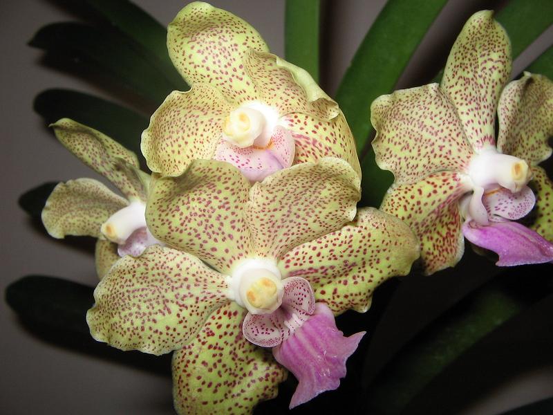 Orchids 024-s.JPG