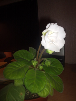 P1210073.JPG