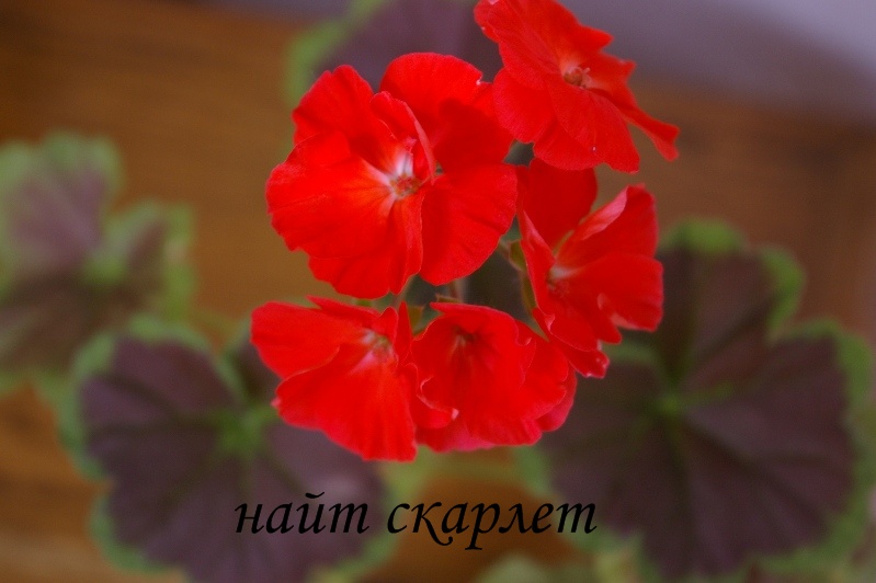 IMGP0465.JPG