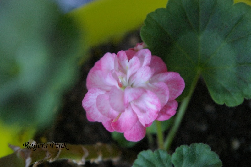 IMGP0485.JPG