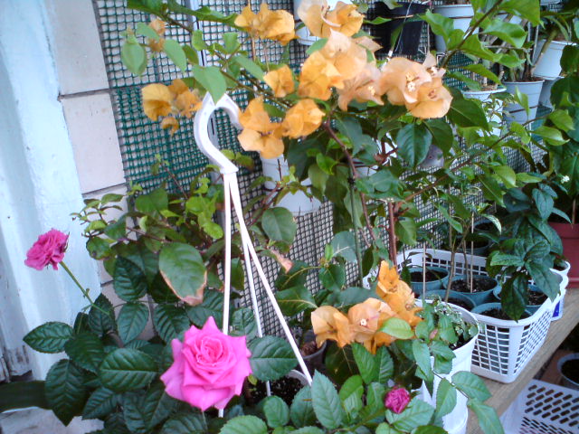 DSC00660.JPG